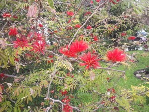 Im Botanischen Garten