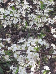 Im Botanischen Garten