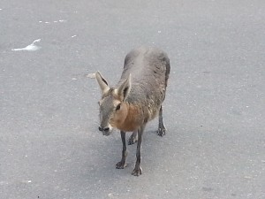 Maras, die uns immerwieder über den Weg laufen.