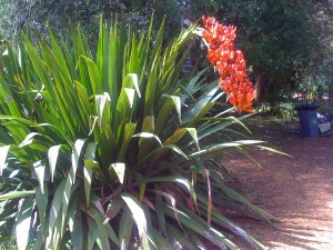 Im Botanischen Garten