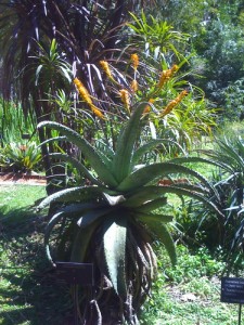 Im Botanischen Garten