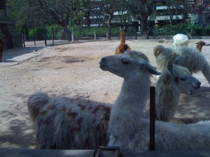 Die etwas hochmütigen Lamas sind nur hungrig, spucken wollen sie offensichtlich nicht.