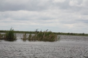 Laguna Iberá