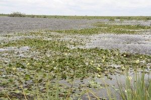 Laguna Iberá