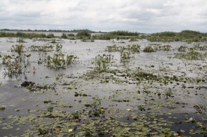 Laguna Iberá