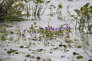 Laguna Iberá