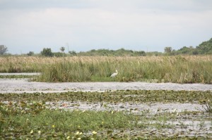 Laguna Iberá