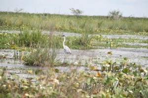 Laguna Iberá