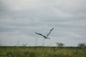 Laguna Iberá