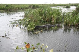 Laguna Iberá