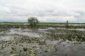 Laguna Iberá