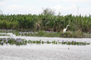 Laguna Iberá