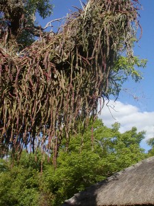 Camping Iberá