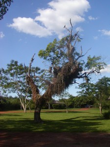 Camping Iberá