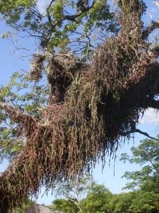 Camping Iberá