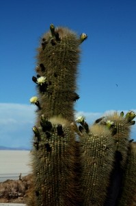 Kakteenblüten