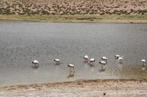 El  Tatio – San Pedro