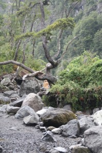 Petrohué Wasserfälle