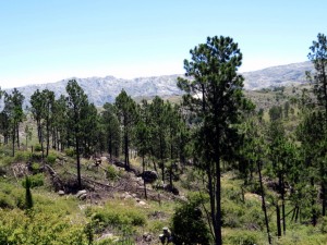 Belgrano Umgebung