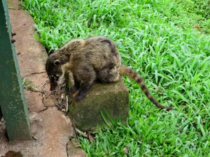 Iguazú Brasilia