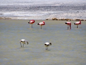 an der Laguna Verde