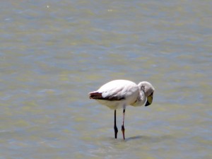 an der Laguna Verde