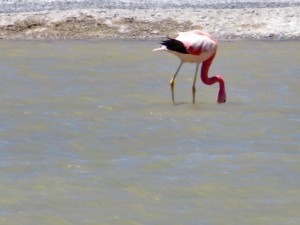 an der Laguna Verde