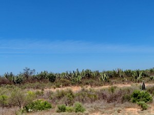 zurück nach Belgrano