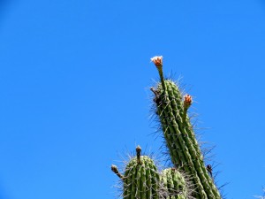 zurück nach Belgrano