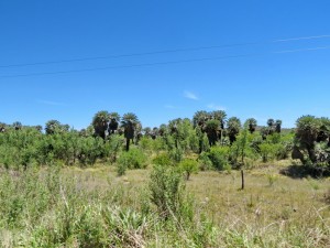 zurück nach Belgrano