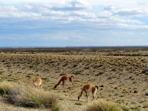 Pampa nach San Julian