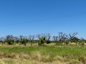 Richtung Rio Negro