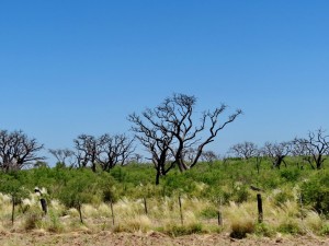 Richtung Rio Negro