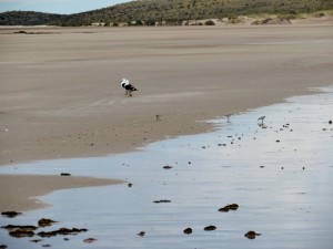 Playas Doradas