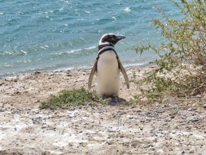 Pinguine auf Valdés