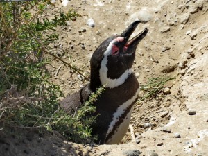 Pinguine auf Valdés