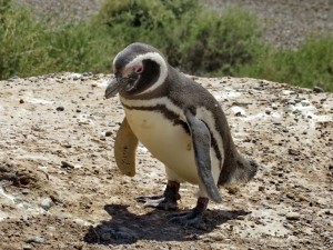 Pinguine auf Valdés