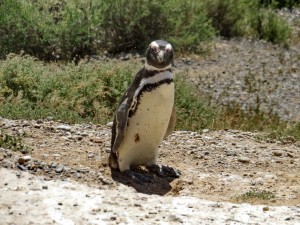 Pinguine auf Valdés