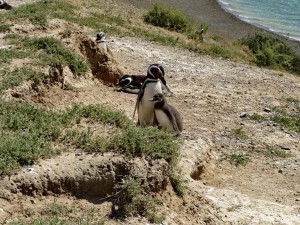 Pinguine auf Valdés