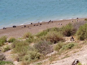 Pinguine auf Valdés