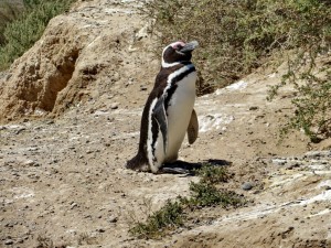 Pinguine auf Valdés