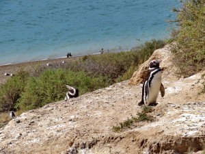 Pinguine auf Valdés