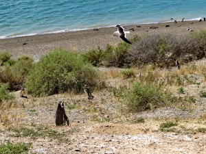 Pinguine auf Valdés