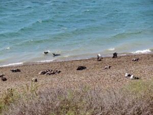 Pinguine auf Valdés