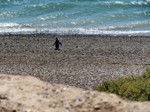 Pinguine auf Valdés