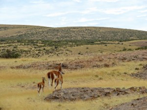 Dos Bahías Hinfahrt