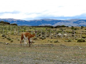 Puerto Natales-Laguna Amarga_10