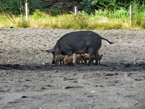 Schweine_06