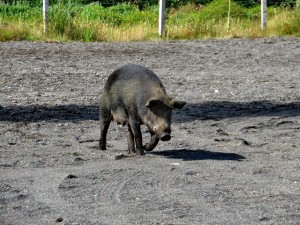 Schweine_09