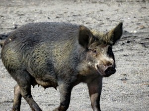 Schweine_10